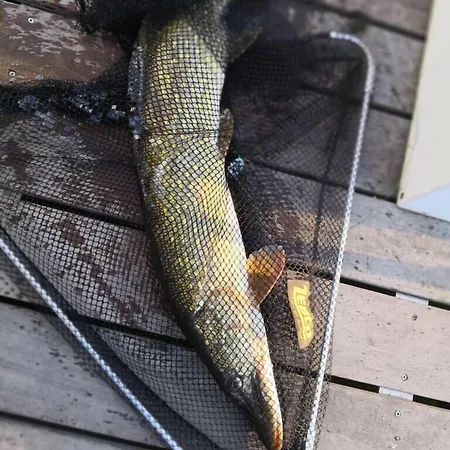  Havel-cruiser Hausboot-floesse Mit Stil 2*